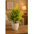Artificial Decorative Plant with Yellow-Green Leaves in White Pot