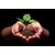 Compost for Plants Home Garden