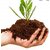 Compost for Plants Home Garden