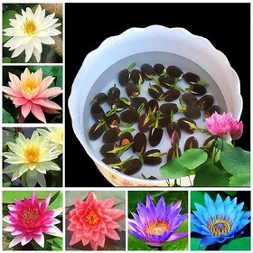 All Season Hybrid Japanese Lotus Flower Seeds PACK OF 20