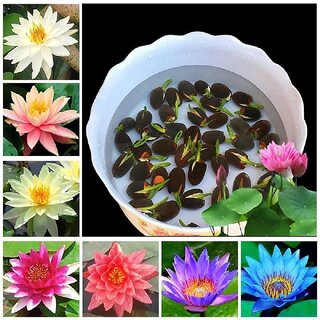 All Season Hybrid Japanese Lotus Flower Seeds PACK OF 20