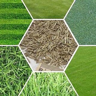 Lawn Grass Seeds  Ideal for Vibrant, Lush Green Coverage  Pack of 100 SEEDS