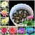 All Season Hybrid Japanese Lotus Flower Seeds PACK OF 20