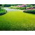 Lawn Grass Seeds  Ideal for Vibrant, Lush Green Coverage  Pack of 100 SEEDS