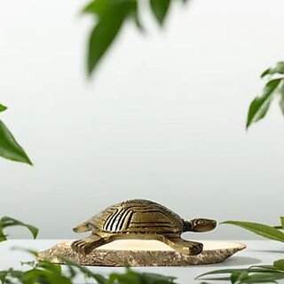 Golden Feng Shui Tortoise Showpiece