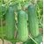 Fresh Cucumber Seeds for Home Garden - Pack of 35 Seeds