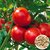60 PICS HYBRID VEGETABLE TOMATO SEEDS