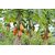 Hybrid Papaya Seeds for Home Garden, Nursery and Farm Plantation, Pack of 30 Seeds