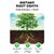 Cyclosinone Herbicid Granular Weed Killer with Active Ingredient Low Toxicity Formula for Lawn, Garden  Farm Use Fast-A