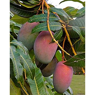 Live Sundari Mango- Grafted Plant-Sweet Fruit Plant - 1 Healthy 1ft+ Height Fruit Plant.