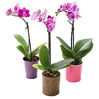 PuspitaNursery Single Orchid Live Plant Multi-color Best Decoration of Your loving space.