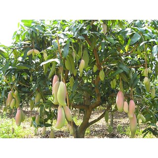 PuspitaNursery Rare Dwarf Thailand Mango Healthy Live Plant, 45cm (Green).
