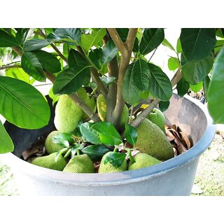 PuspitaNursery Live Rare Jack Fruit Grafted Plant.