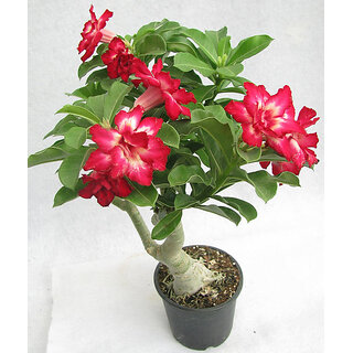 Puspita Nursery Desert Rose Adenium Live Indoor Flower Plant.