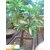 Live Sundari Mango- Grafted Plant-Sweet Fruit Plant - 1 Healthy 1ft+ Height Fruit Plant.