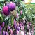 Live Sundari Mango- Grafted Plant-Sweet Fruit Plant - 1 Healthy 1ft+ Height Fruit Plant.