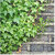 Puspita Nursery English Ivy Live Air Purifying Indoor Plant for Decoration of Loving Space with Best Looking Leaves.