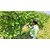 Puspita Nursery Sweet Grapes Live Fruit Plant All Weather Adjustable Hybrid Plant for All Over India.