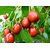 Puspita Nursery Apple Ber Thailand Variety Fruit Known as The Indian Jujube or Chinese Date, Sweet, Crispy and Juicy (Gr.
