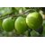Puspita Nursery Apple Ber Thailand Variety Fruit Known as The Indian Jujube or Chinese Date, Sweet, Crispy and Juicy (Gr.