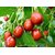 Puspita Nursery Apple Ber Thailand Variety Fruit Known as The Indian Jujube or Chinese Date, Sweet, Crispy and Juicy (Gr.
