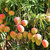 PuspitaNursery All Time Mango Living Plant for Get Fruit Round the Year Very tasty  Juicy.