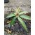 PuspitaNursery All Time Mango Living Plant for Get Fruit Round the Year Very tasty  Juicy.
