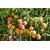 PuspitaNursery All Time Mango Living Plant for Get Fruit Round the Year Very tasty  Juicy.