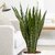 Puspita Nursery Snake Plant Green Dwarf Air Purifier Oxygen Supplier.