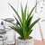 Puspita Nursery Snake Plant Green Dwarf Air Purifier Oxygen Supplier.