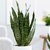 Puspita Nursery Snake Plant Green Dwarf Air Purifier Oxygen Supplier.
