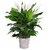 PuspitaNursery Live Peace Lily or Spathiphyllum Green Color Indoor Plant.