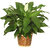 PuspitaNursery Live Peace Lily or Spathiphyllum Green Color Indoor Plant.