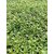PuspitaNursery Marigold Flower Seed Yellow Color African Variety Best Quality For Farming 500gm in a Secured Packet.