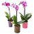 PuspitaNursery Single Orchid Live Plant Multi-color Best Decoration of Your loving space.