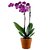 PuspitaNursery Single Orchid Live Plant Multi-color Best Decoration of Your loving space.