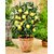 Puspita Nursery White Indonesian Seedless Guava Live Plant Sweet for All.