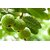 Puspita Nursery White Indonesian Seedless Guava Live Plant Sweet for All.
