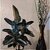 Puspita Nursery Rubber Plant with Pot for Indoor (Natural Colour).