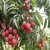 PuspitaNursery Live Sweet Litchi 1.5ft Healthy  Fresh Plant Short Time Fruit.