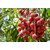 PuspitaNursery Live Sweet Litchi 1.5ft Healthy  Fresh Plant Short Time Fruit.