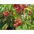 PuspitaNursery Live Sweet Litchi 1.5ft Healthy  Fresh Plant Short Time Fruit.