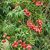 PuspitaNursery Live Sweet Litchi 1.5ft Healthy  Fresh Plant Short Time Fruit.