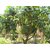 PuspitaNursery Rare Dwarf Thailand Mango Healthy Live Plant, 45cm (Green).
