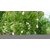 PuspitaNursery Rare Dwarf Thailand Mango Healthy Live Plant, 45cm (Green).