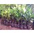 PuspitaNursery Live Rare Jack Fruit Grafted Plant.