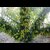 PuspitaNursery Live Rare Jack Fruit Grafted Plant.