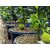 PuspitaNursery Live Rare Jack Fruit Grafted Plant.