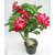 Puspita Nursery Desert Rose Adenium Live Indoor Flower Plant.