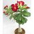 Puspita Nursery Desert Rose Adenium Live Indoor Flower Plant.